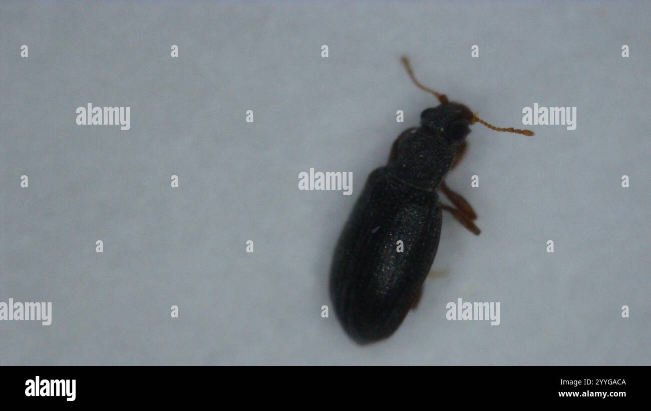 Enicmus hi-res stock photography and images - Alamy