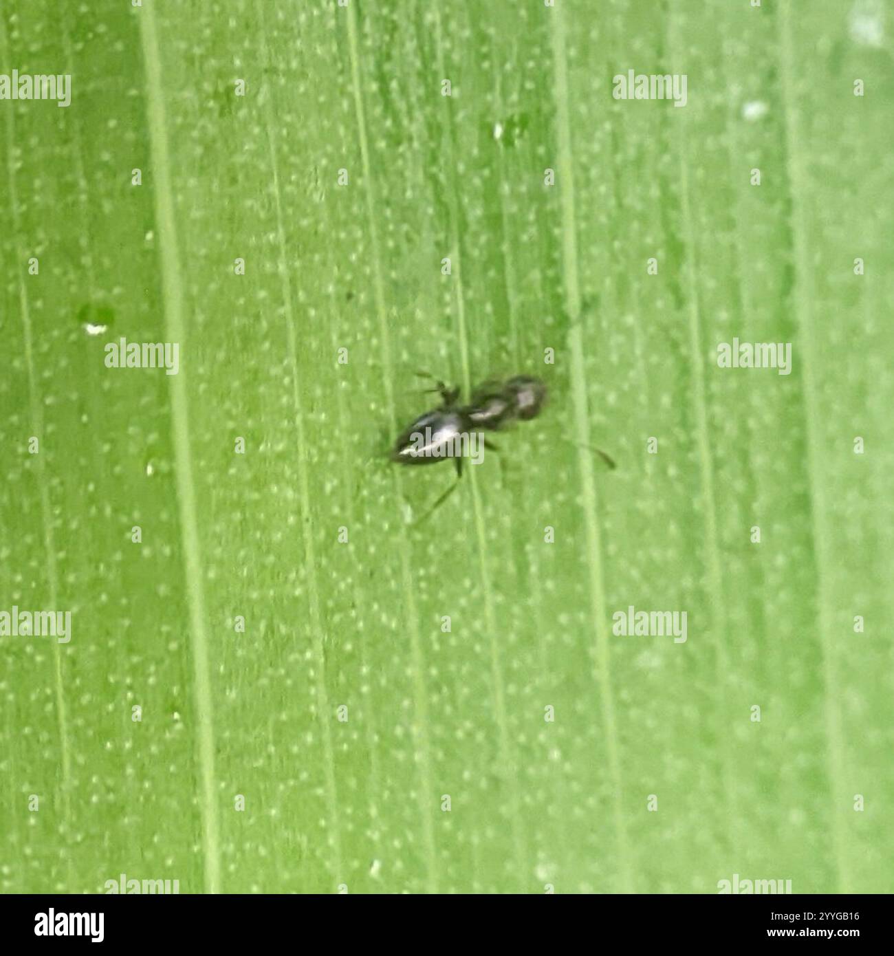 Dark Rover Ant Dark Rover Ant (Brachymyrmex patagonicus Stock Photo - Alamy