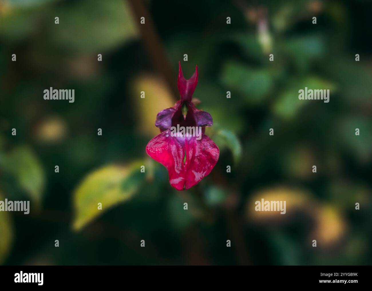 Diversity of ancient flora hi-res stock photography and images - Alamy