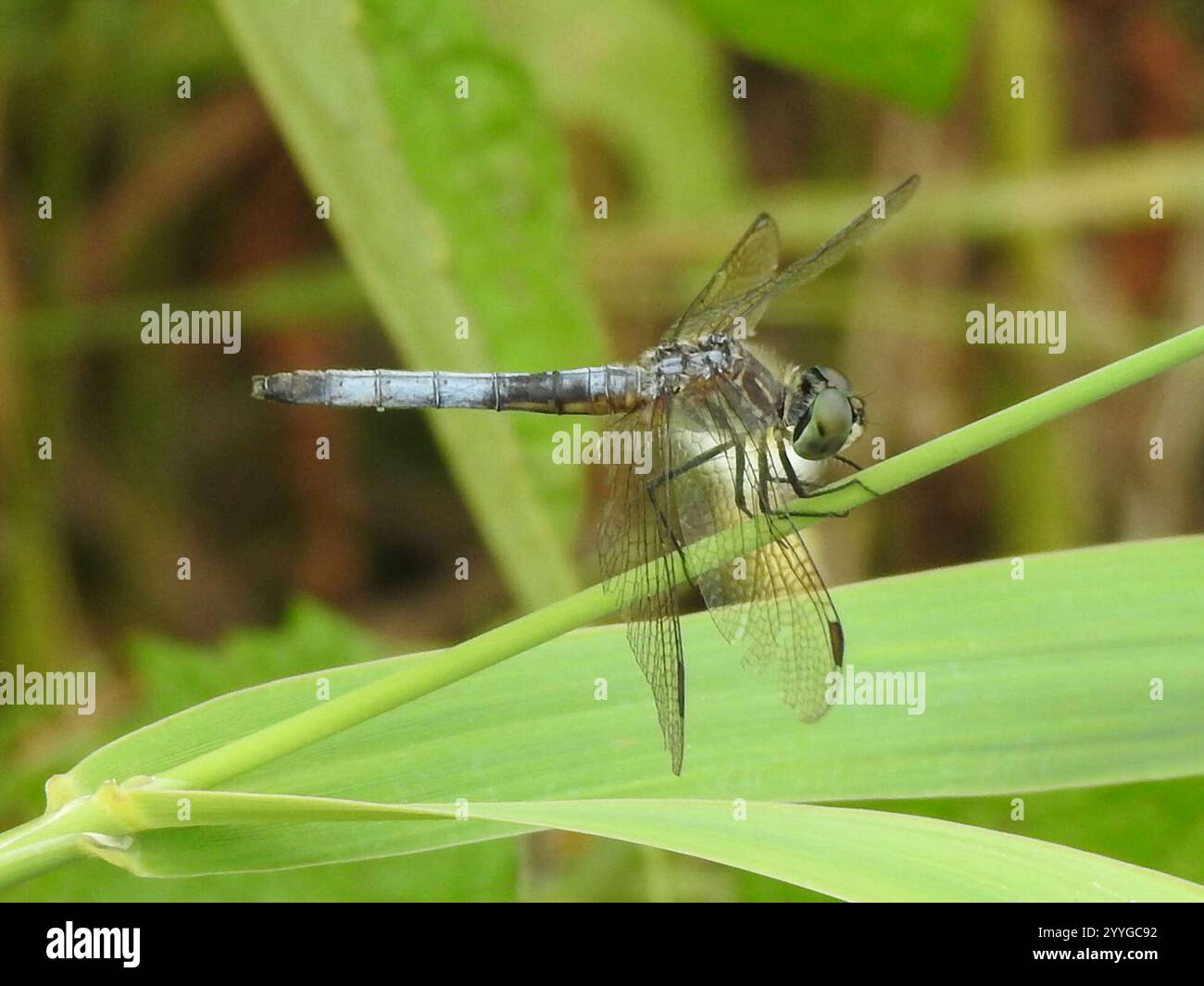 Blue Dasher (Pachydiplax longipennis Stock Photo - Alamy