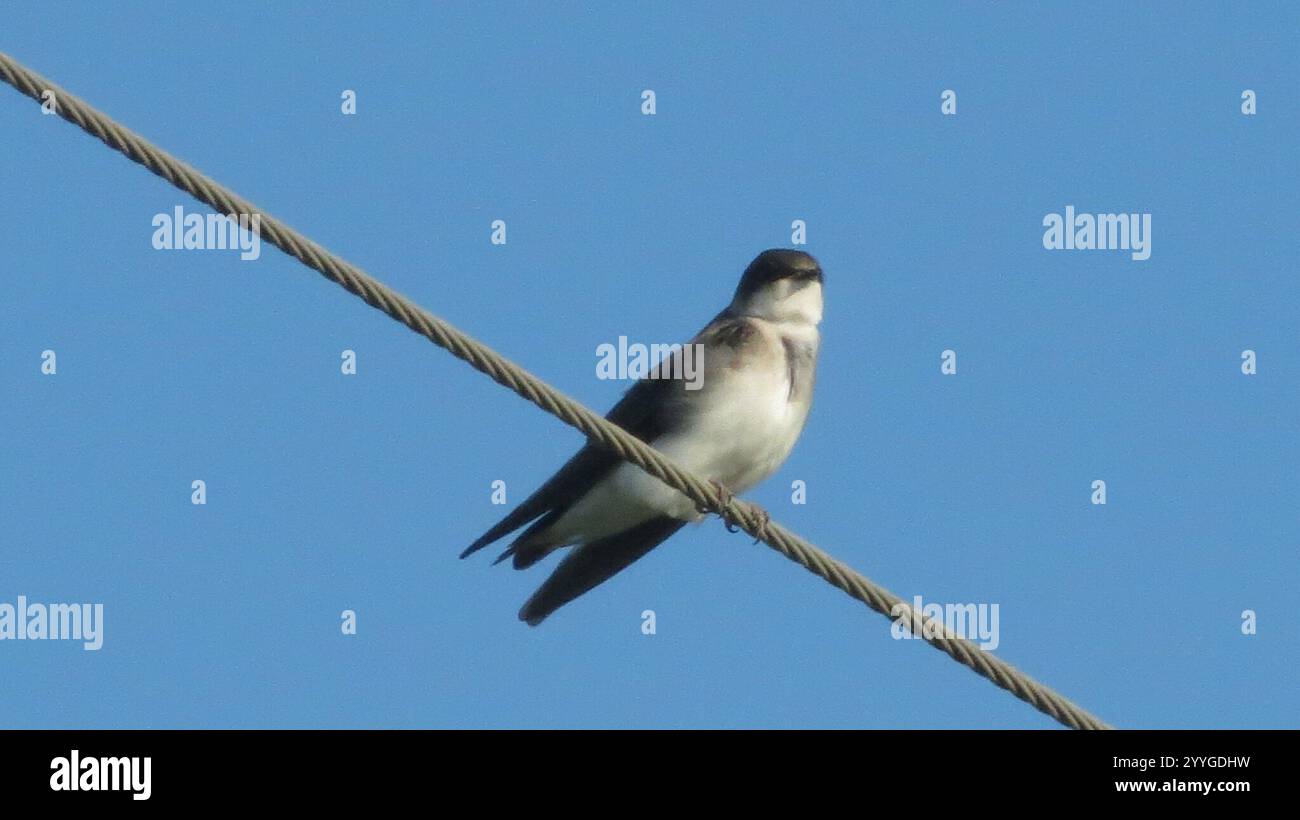 Bank Swallow (Riparia riparia Stock Photo - Alamy