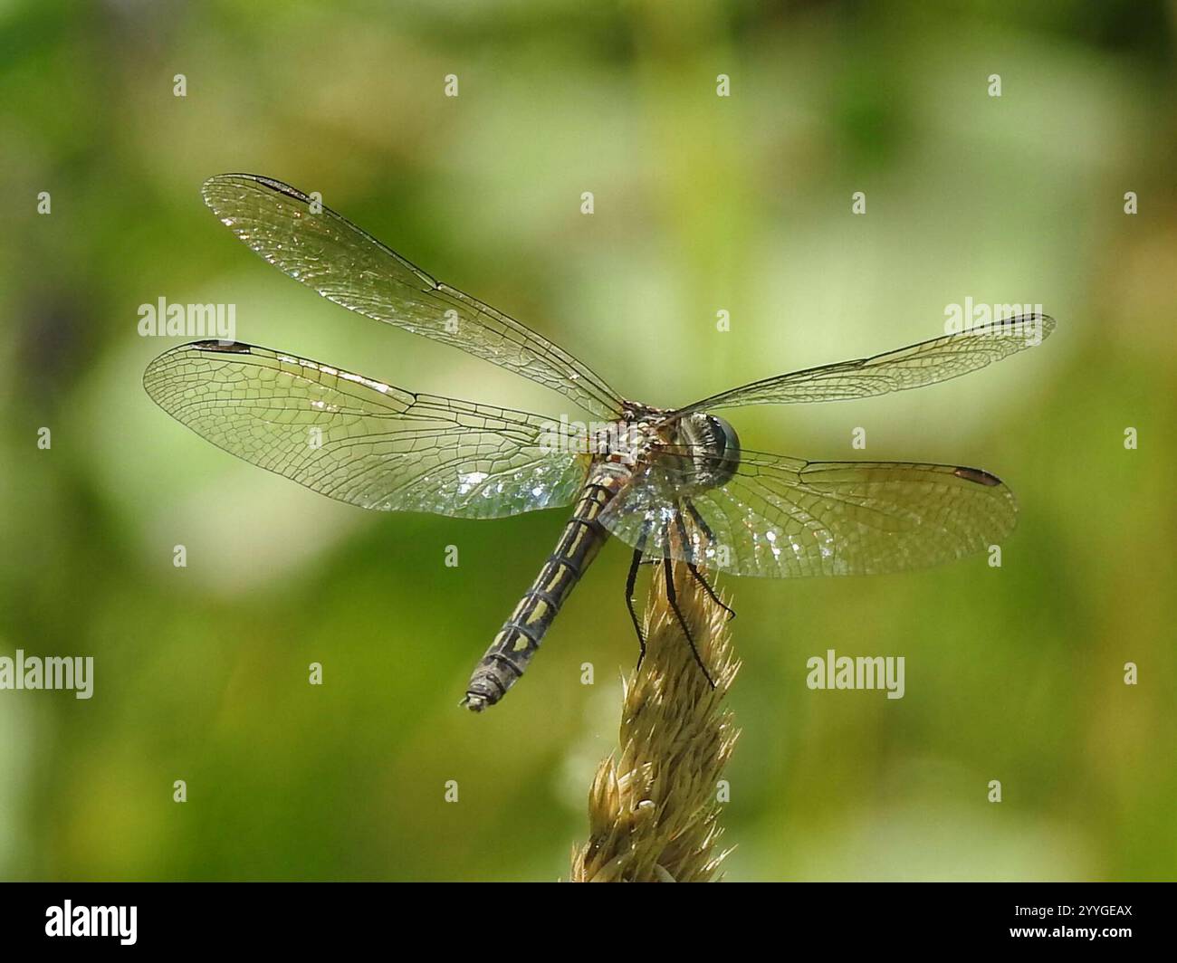 Blue Dasher (Pachydiplax longipennis Stock Photo - Alamy
