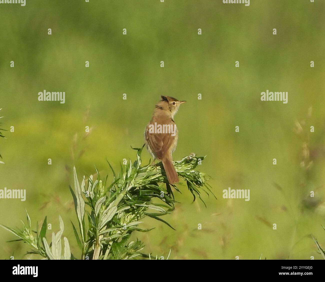 Iduna caligata hi-res stock photography and images - Alamy