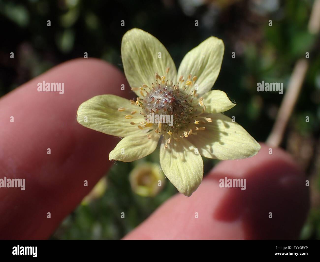 Cutleaf Anemone (Anemone multifida Stock Photo - Alamy
