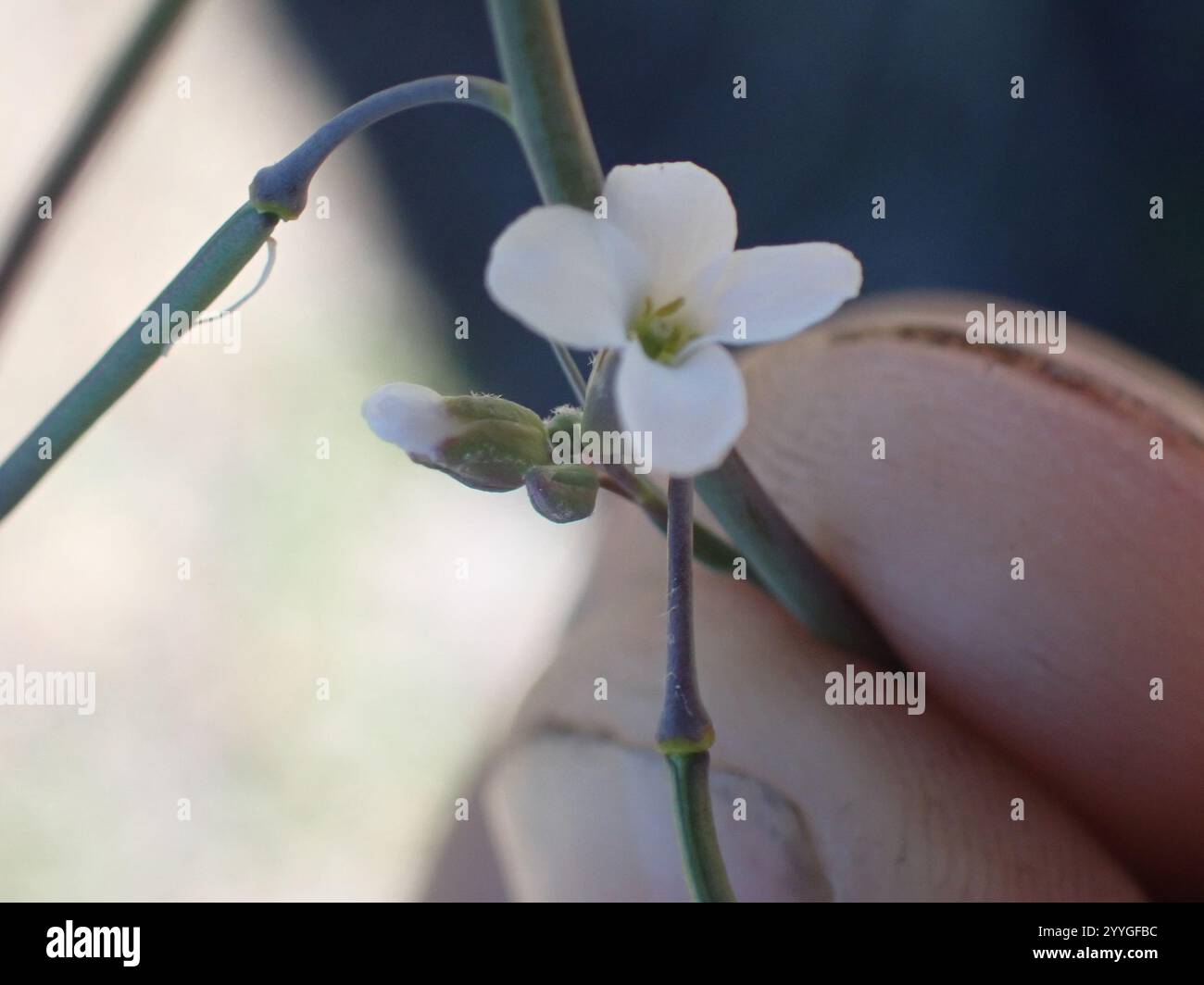 drummond's rockcress (Boechera stricta Stock Photo - Alamy