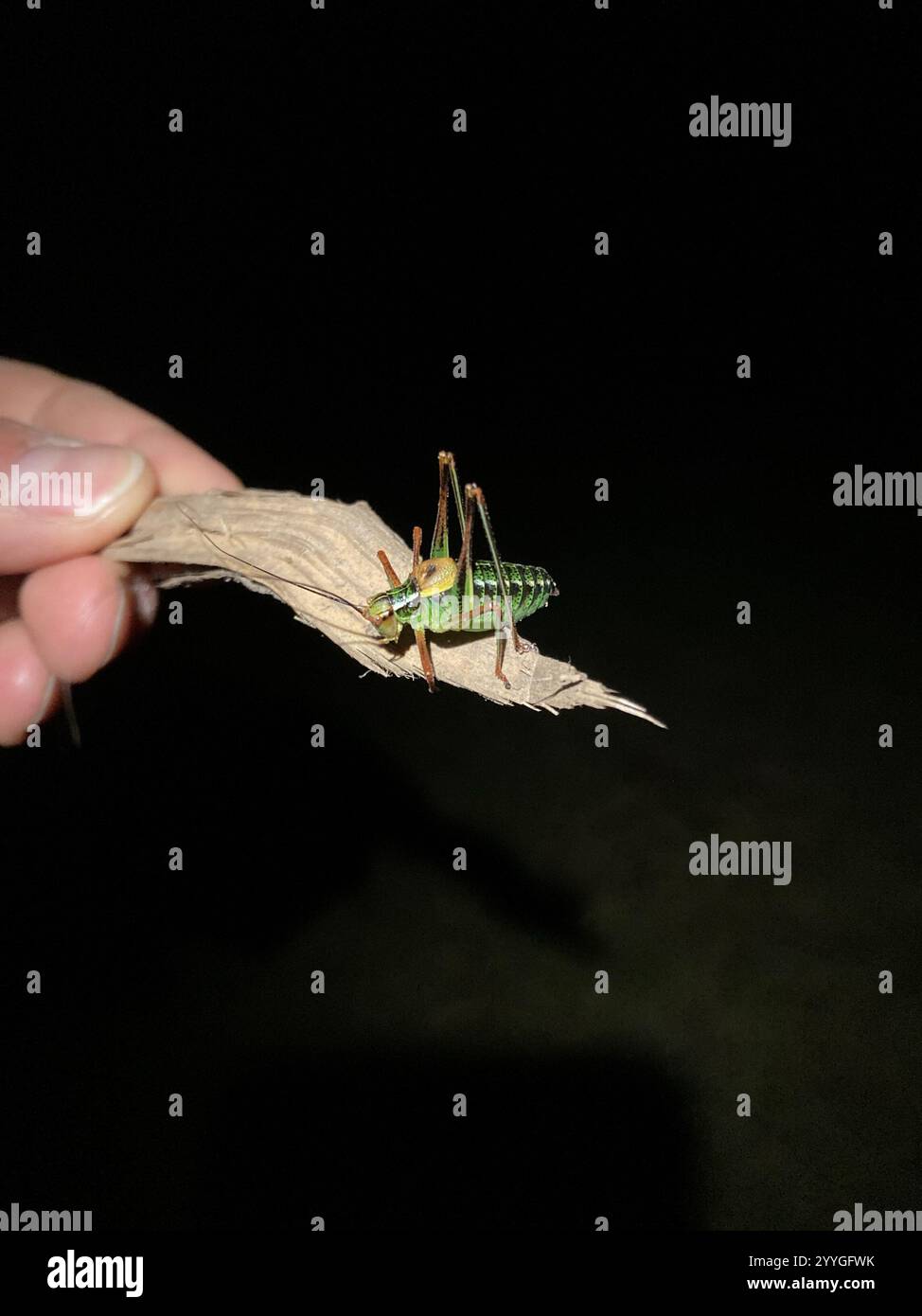 Eastern Saw-tailed Bush-cricket (Barbitistes constrictus Stock Photo ...