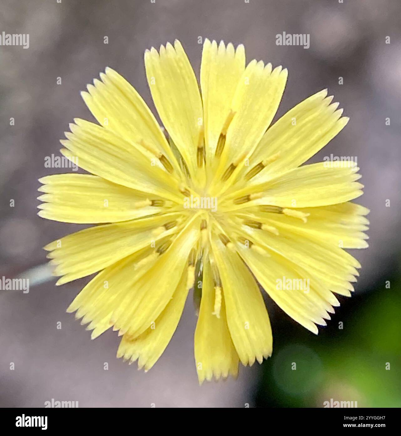 dandelions, hawksbeards, and rattlesnake roots (Crepidinae Stock Photo ...