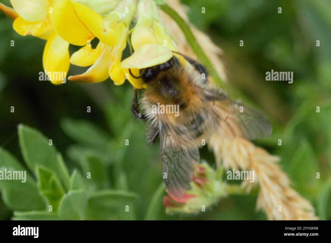 Bombus humilis hi-res stock photography and images - Alamy