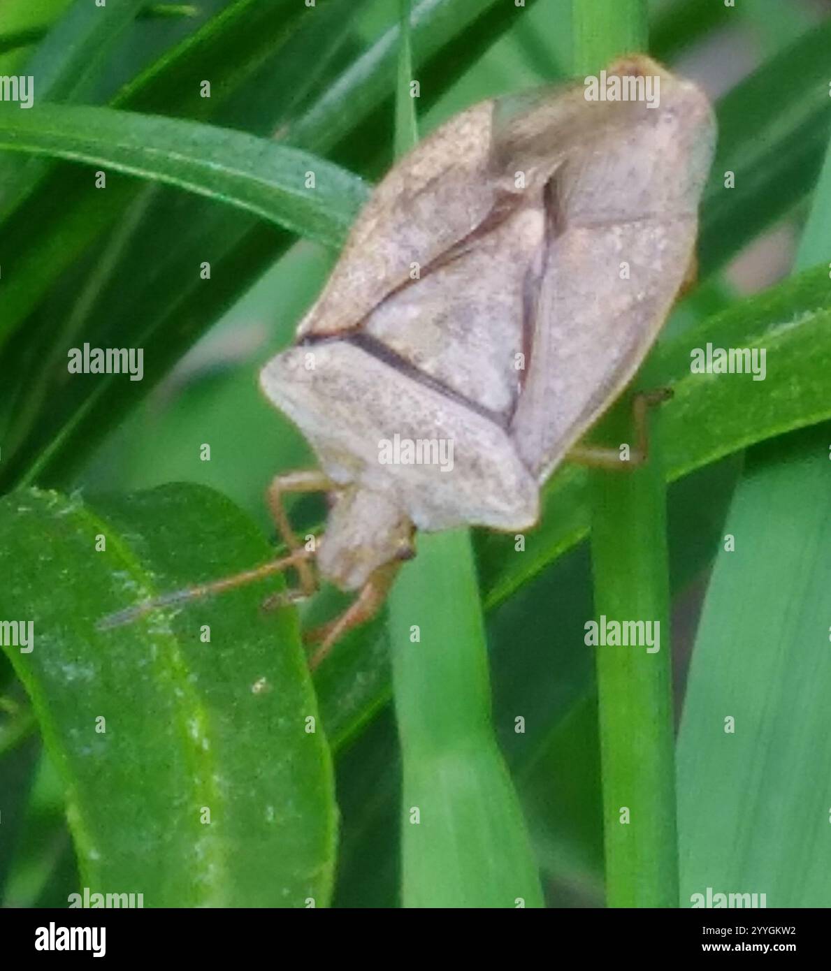 Brown Stink Bugs (Euschistus Stock Photo - Alamy