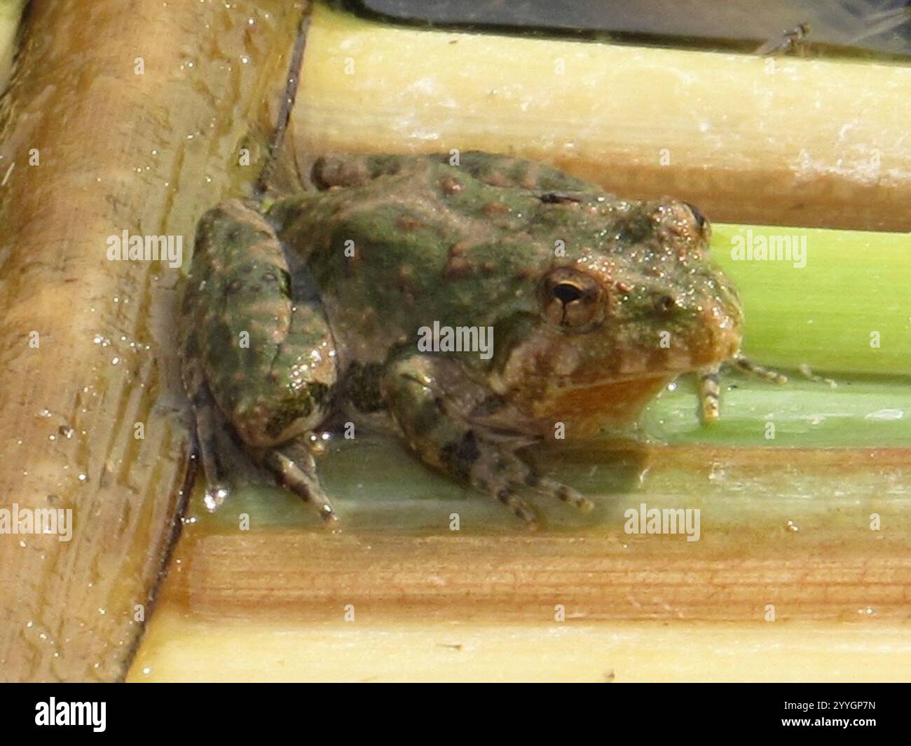 Blanchard's Cricket Frog (Acris blanchardi Stock Photo - Alamy