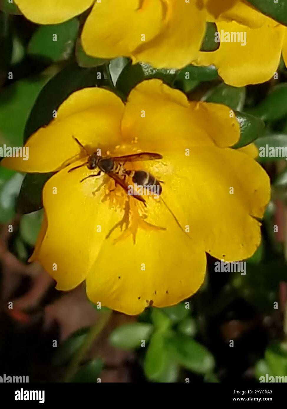 wingpod purslane (Portulaca umbraticola Stock Photo - Alamy