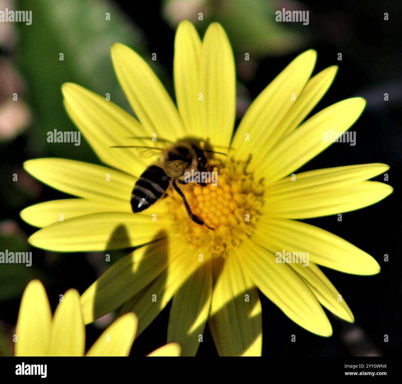Inheritance Of Thelytoky In The Honey Bee Apis Mellifera Capensis – JPIGAG