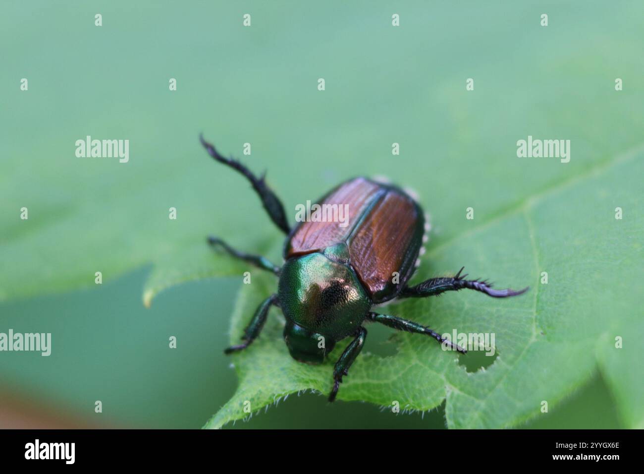 Japanese Beetle (Popillia japonica Stock Photo - Alamy