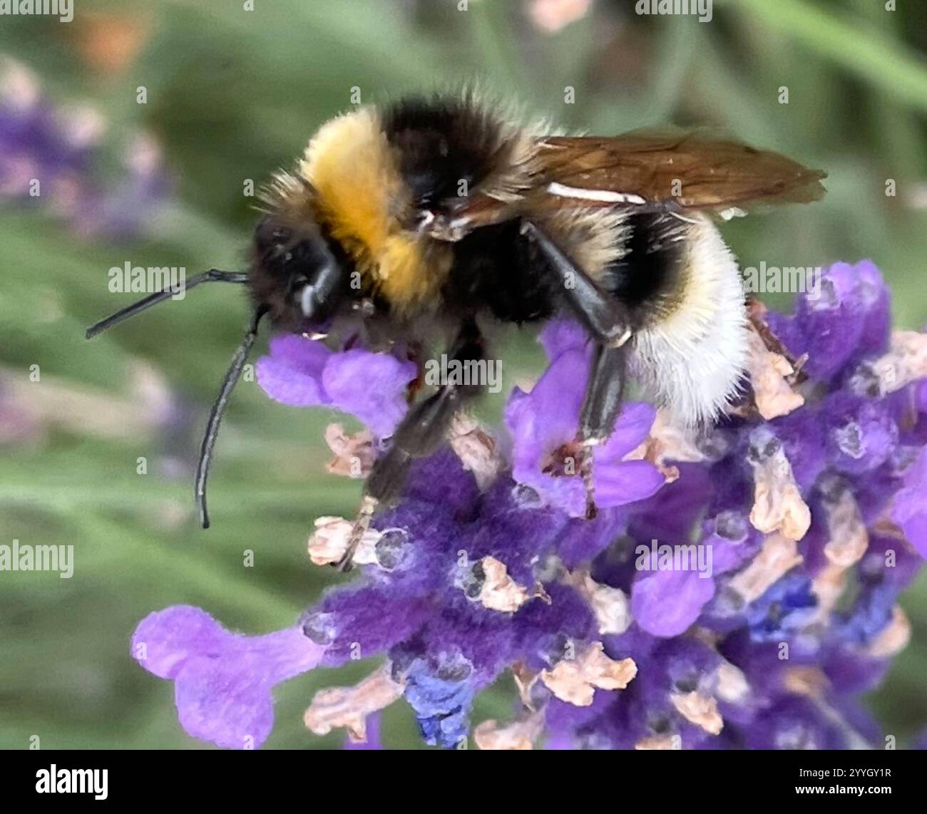 Cuckoo Bumble Bees (Psithyrus Stock Photo - Alamy