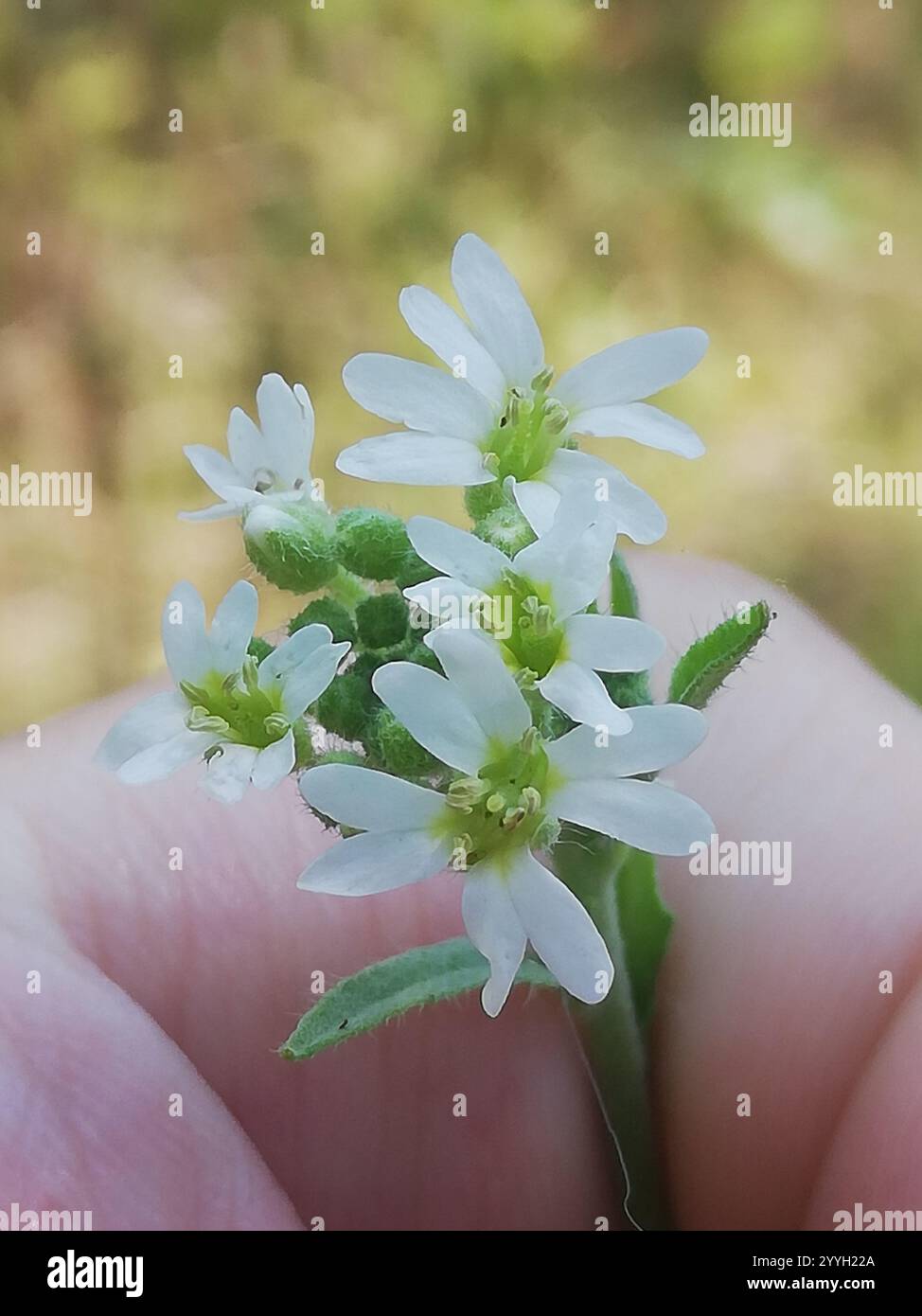 Hoary alyssum berteroa incana hi-res stock photography and images - Alamy