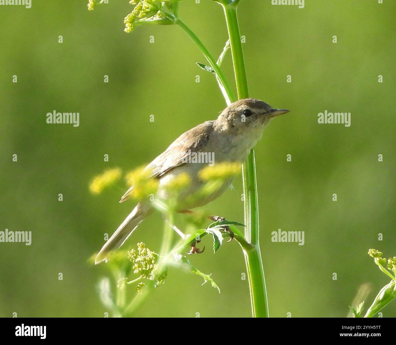 Booted Warbler (Iduna caligata Stock Photo - Alamy