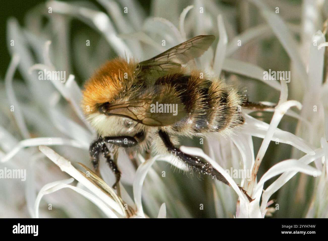 Bombus humilis hi-res stock photography and images - Alamy