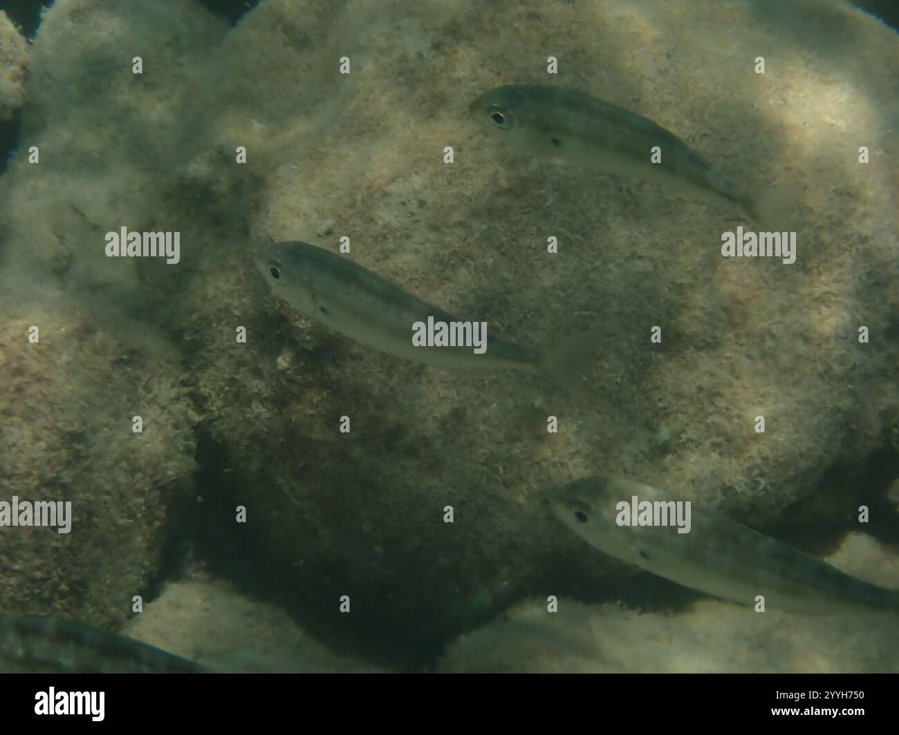 Axillary Seabream (Pagellus acarne) Stock Photo