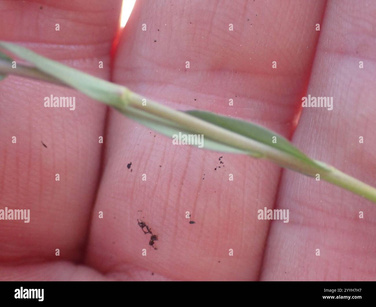 drummond's rockcress (Boechera stricta Stock Photo - Alamy