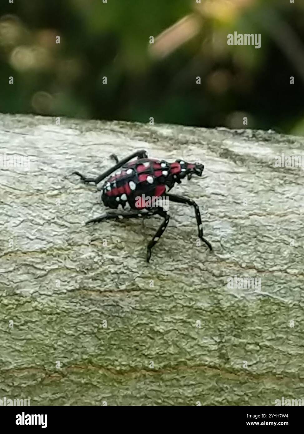 Spotted Lanternfly (Lycorma delicatula) Stock Photo