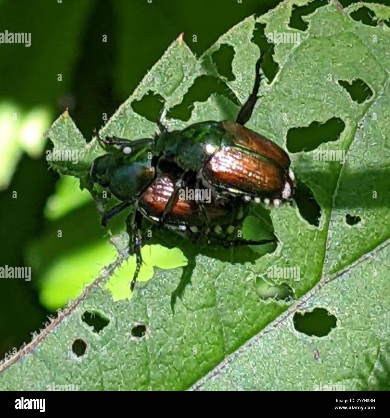 Japanese Beetle (Popillia japonica Stock Photo - Alamy