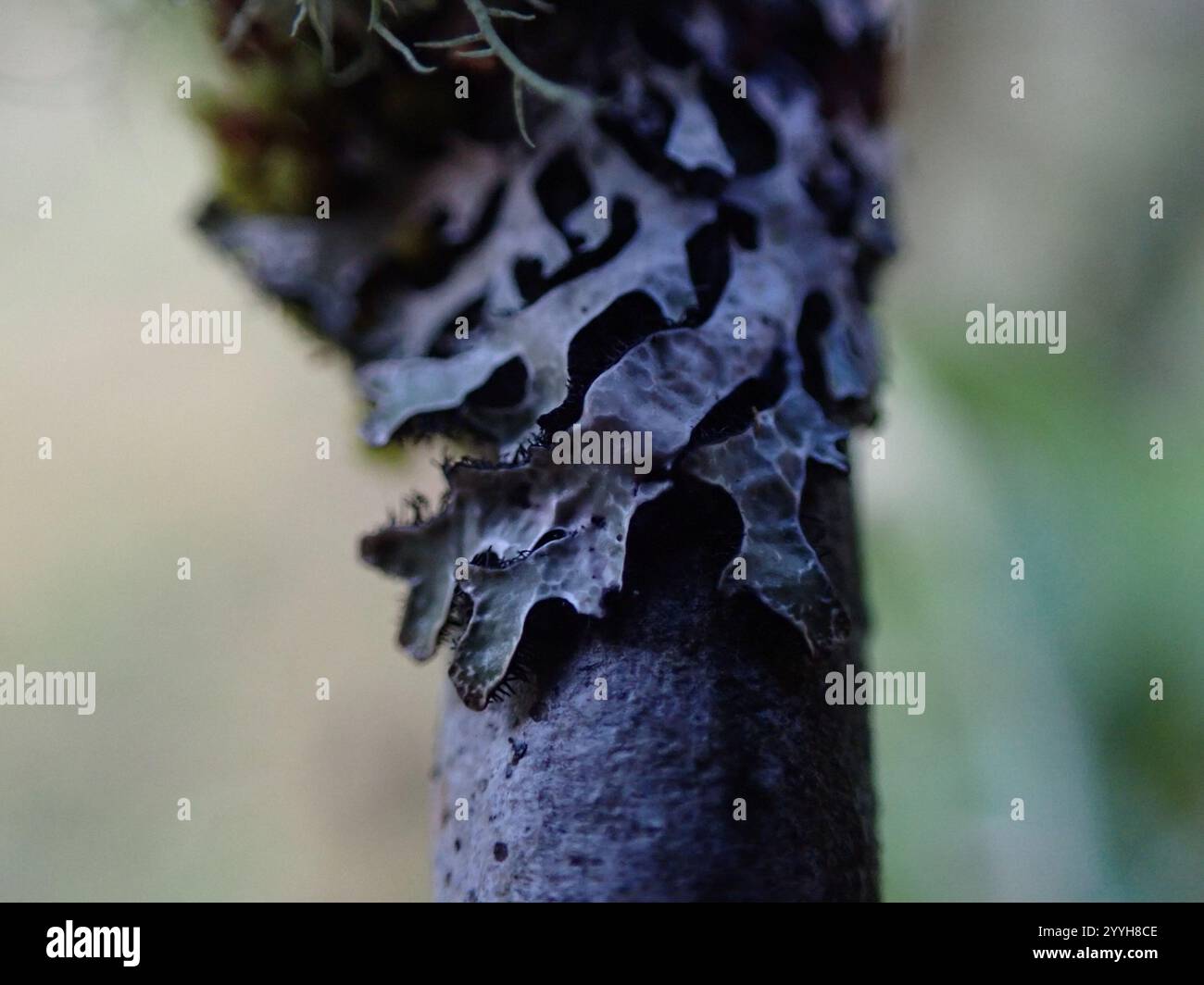 Green loop lichen hi-res stock photography and images - Alamy