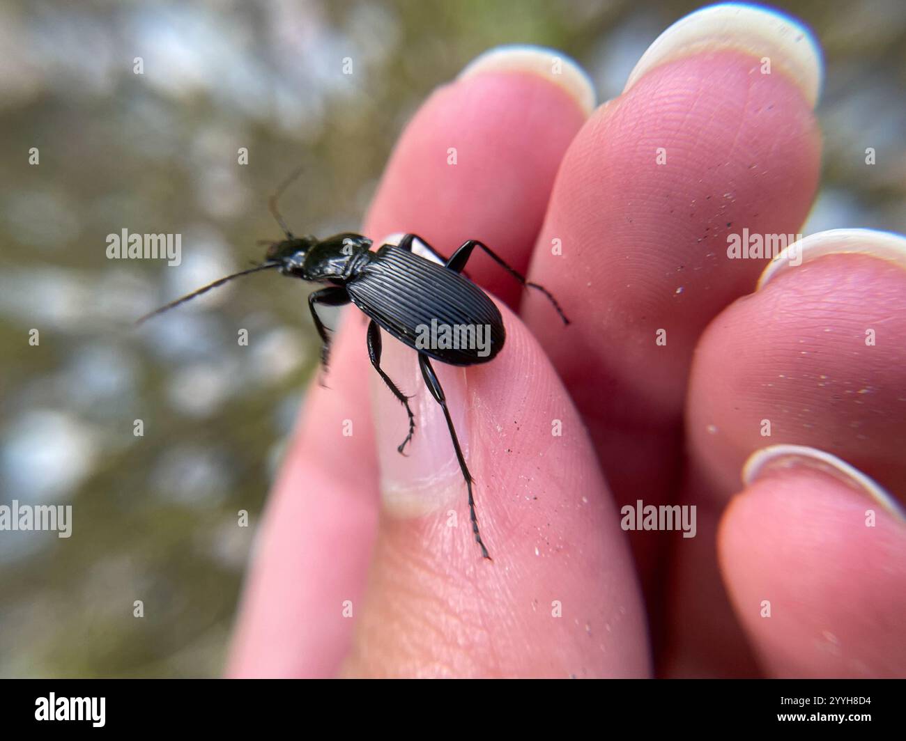 Clock Insect Blackclock Ground Beetles (Pterostichus Stock Photo - Alamy