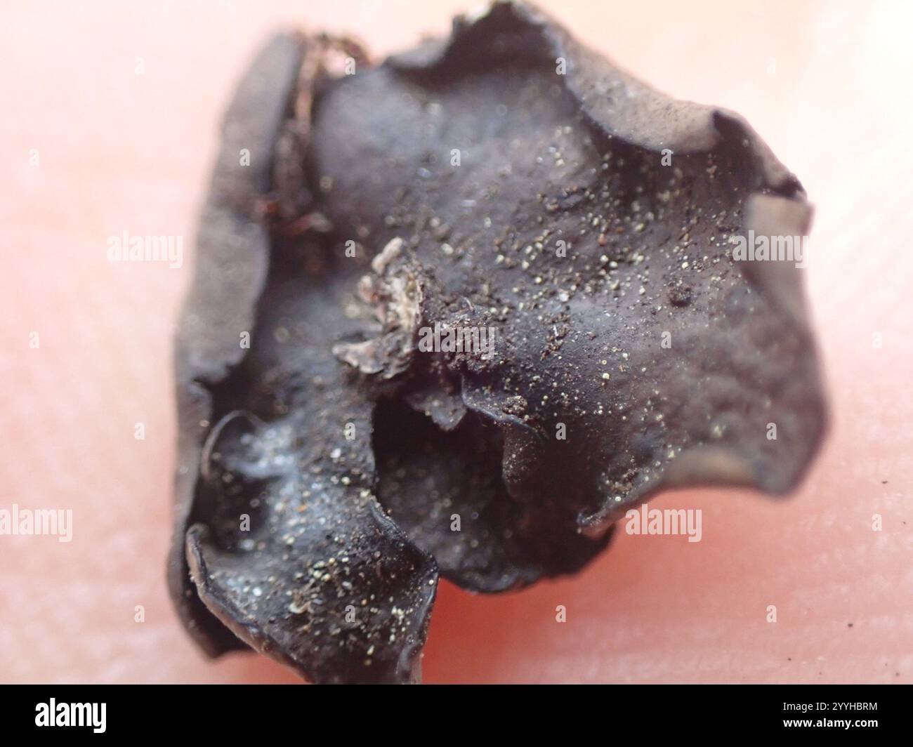 Leather Lichen (Dermatocarpon miniatum Stock Photo - Alamy