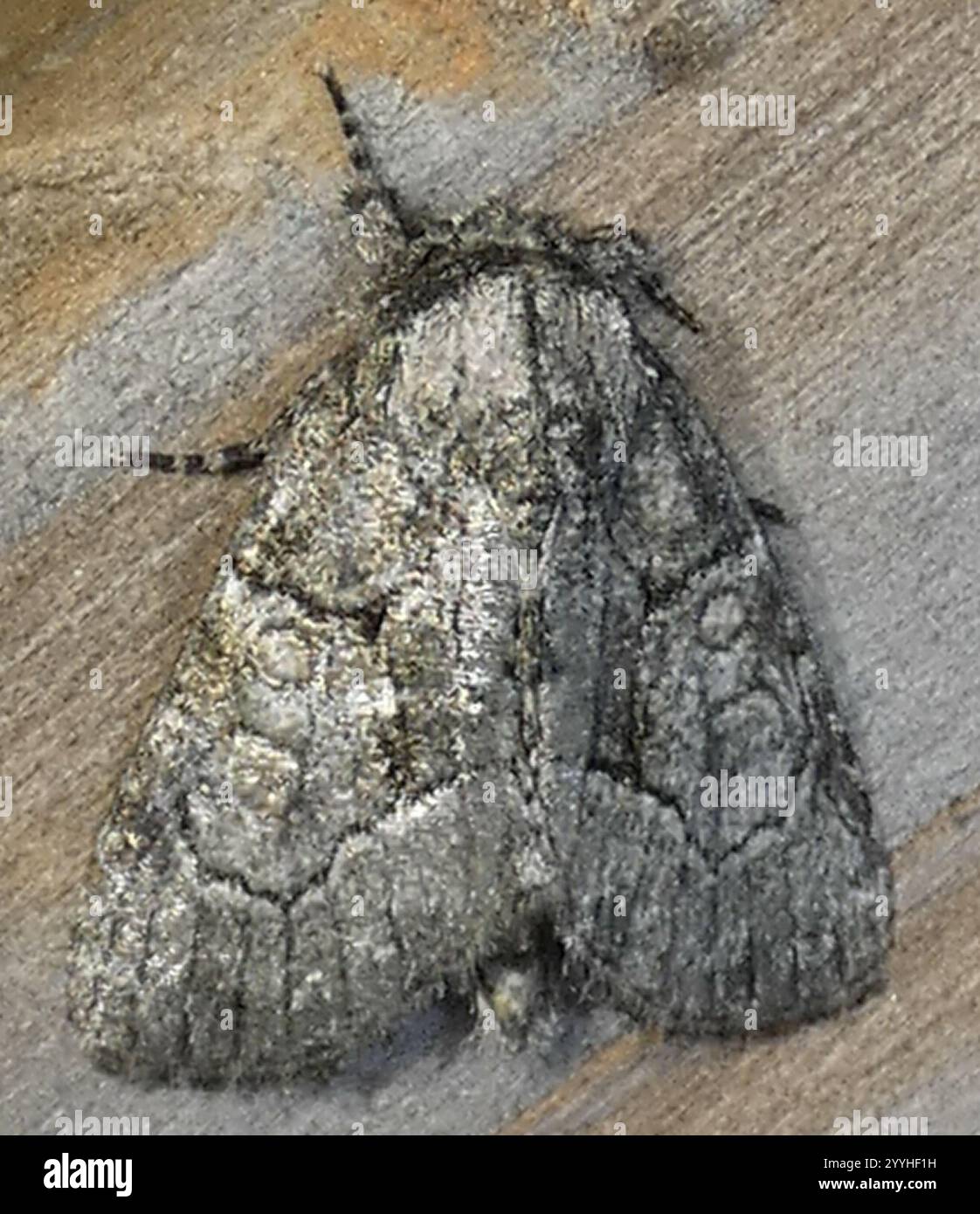 Broth Moth Brother Moth (Raphia frater Stock Photo - Alamy