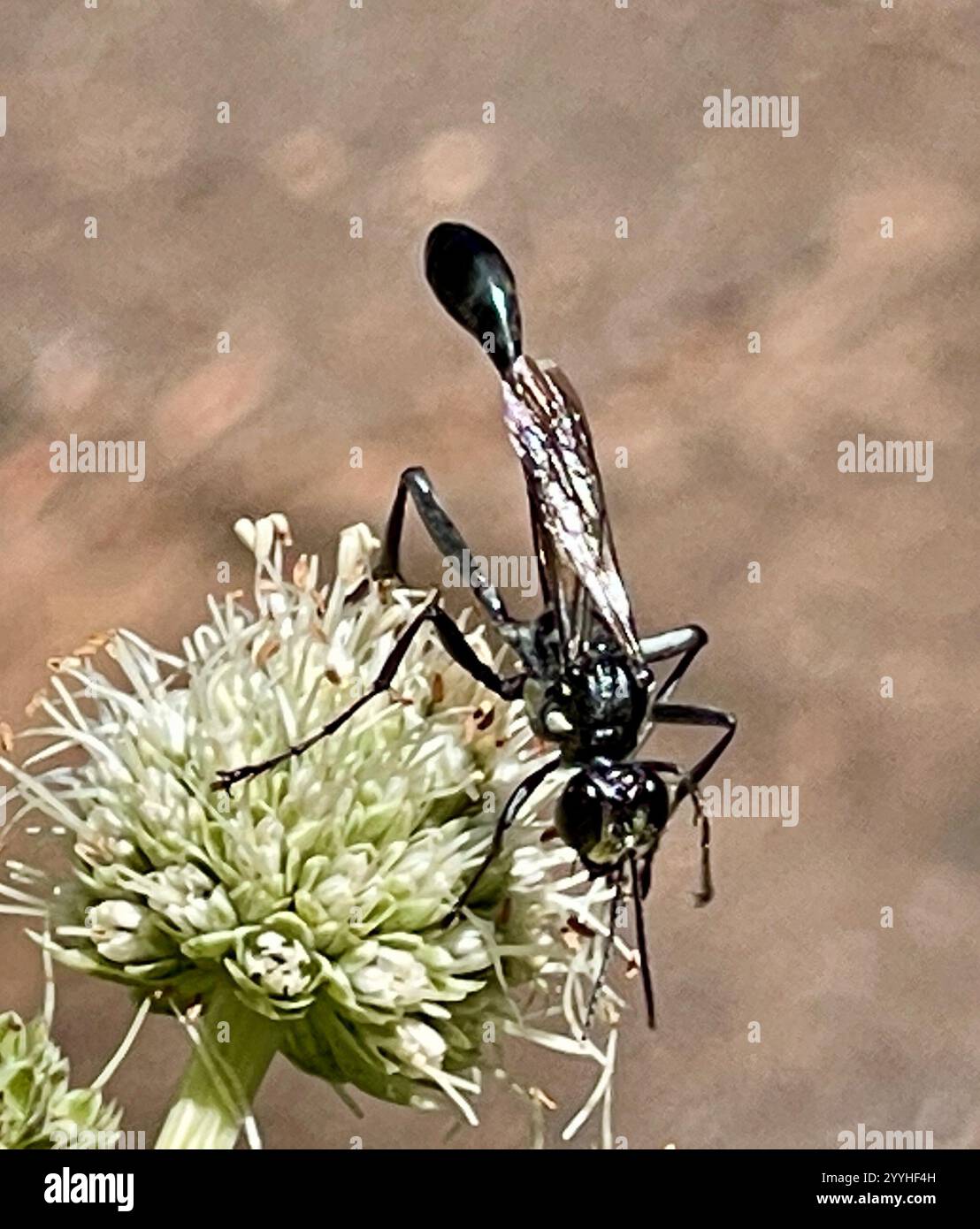Gold-marked Thread-waisted Wasp (Eremnophila aureonotata Stock Photo ...