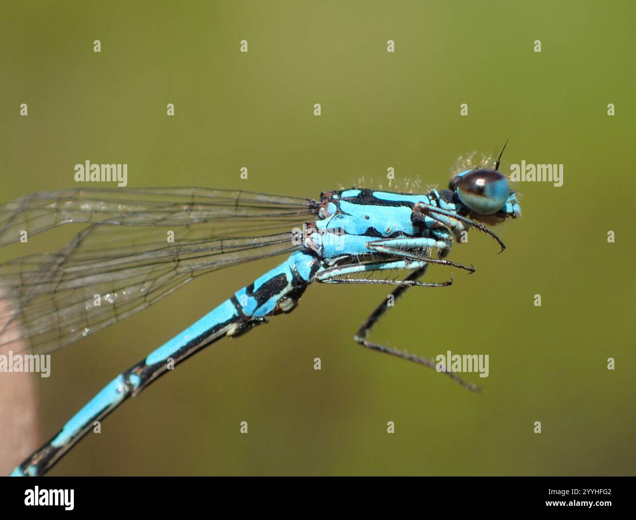 Subarctic Bluet (Coenagrion interrogatum Stock Photo - Alamy