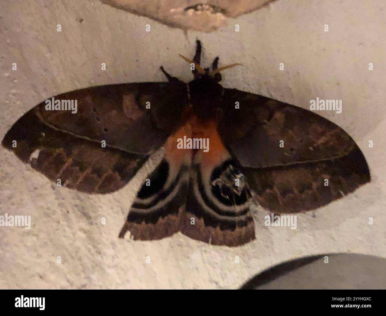 Automeris metzli hi-res stock photography and images - Alamy