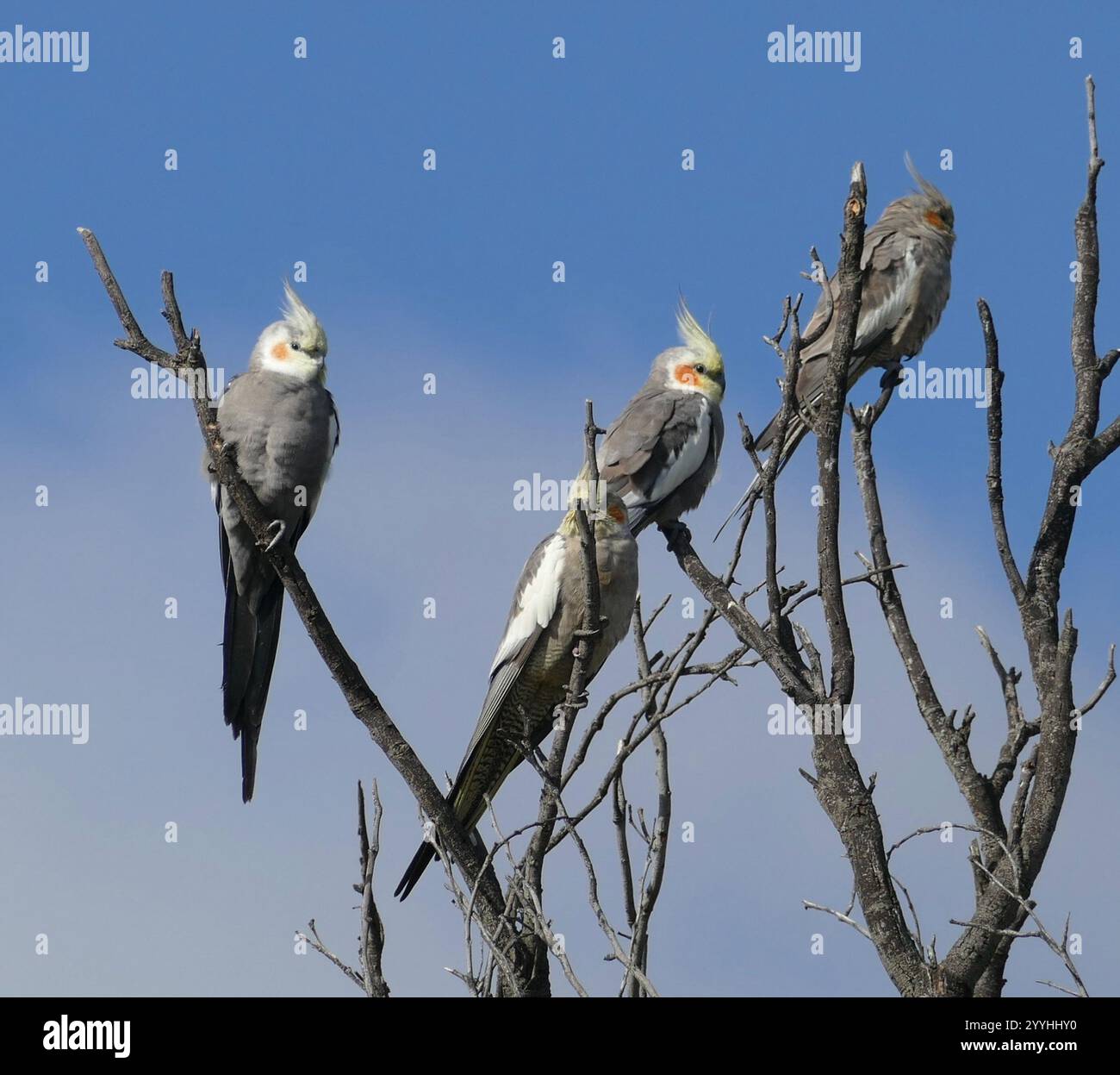 Cockatiel (Nymphicus hollandicus Stock Photo - Alamy