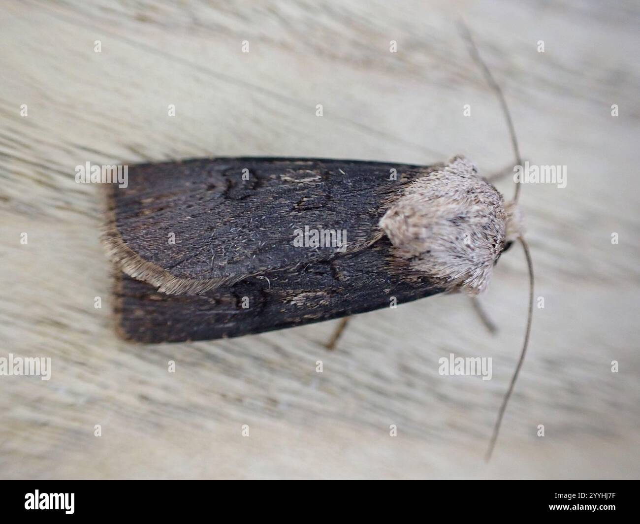 Shuttleshaped Dart (Agrotis puta Stock Photo Alamy