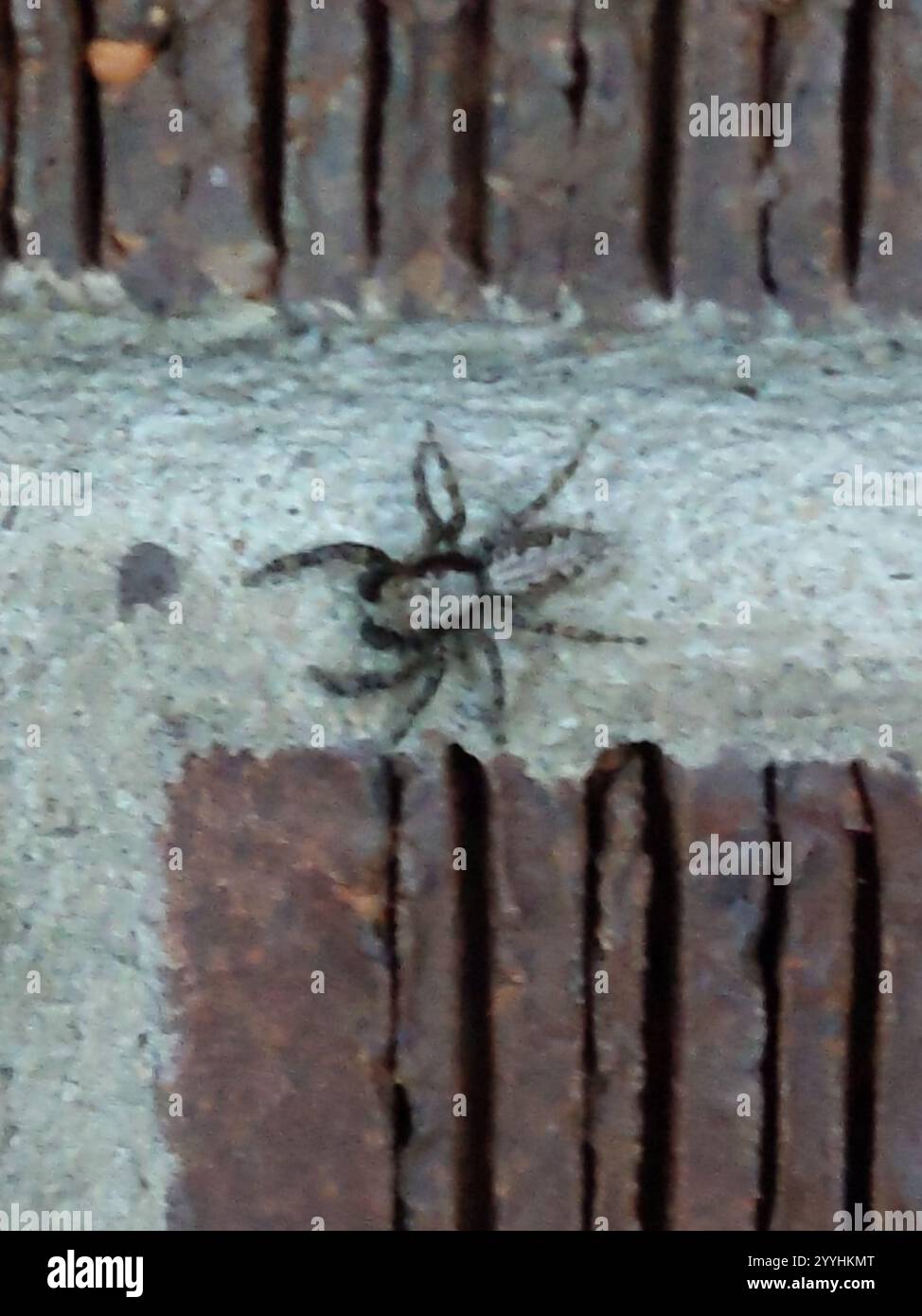 Californias Hidden Gem The Flattened Jumping Spider - pvfswf5