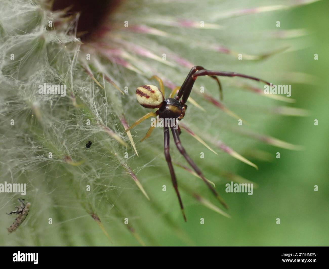 Goldenrod Crab Spider (Misumena vatia Stock Photo - Alamy