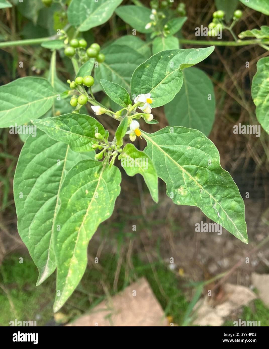American black nightshade (Solanum americanum Stock Photo - Alamy