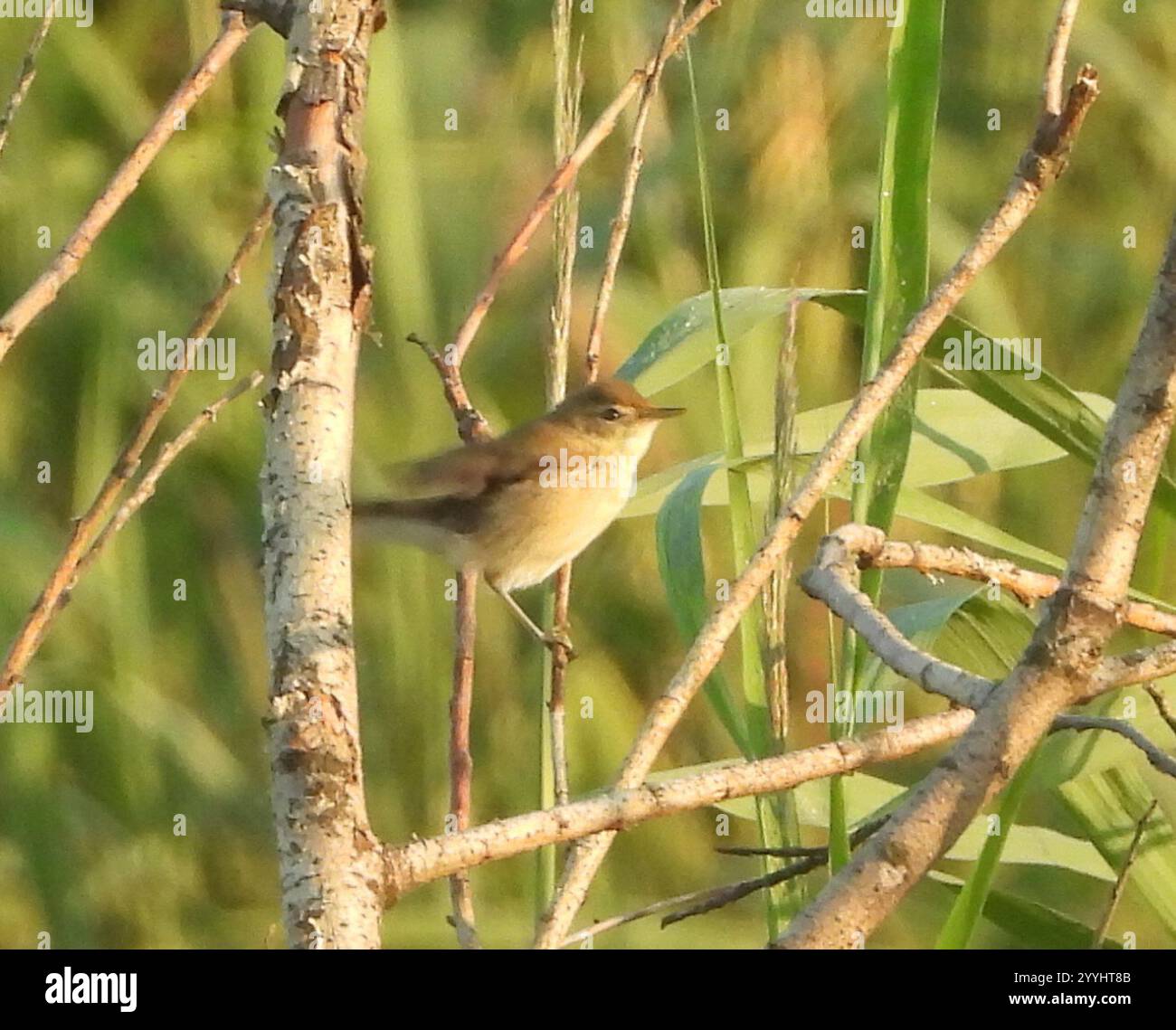 Booted warbler hi-res stock photography and images - Alamy