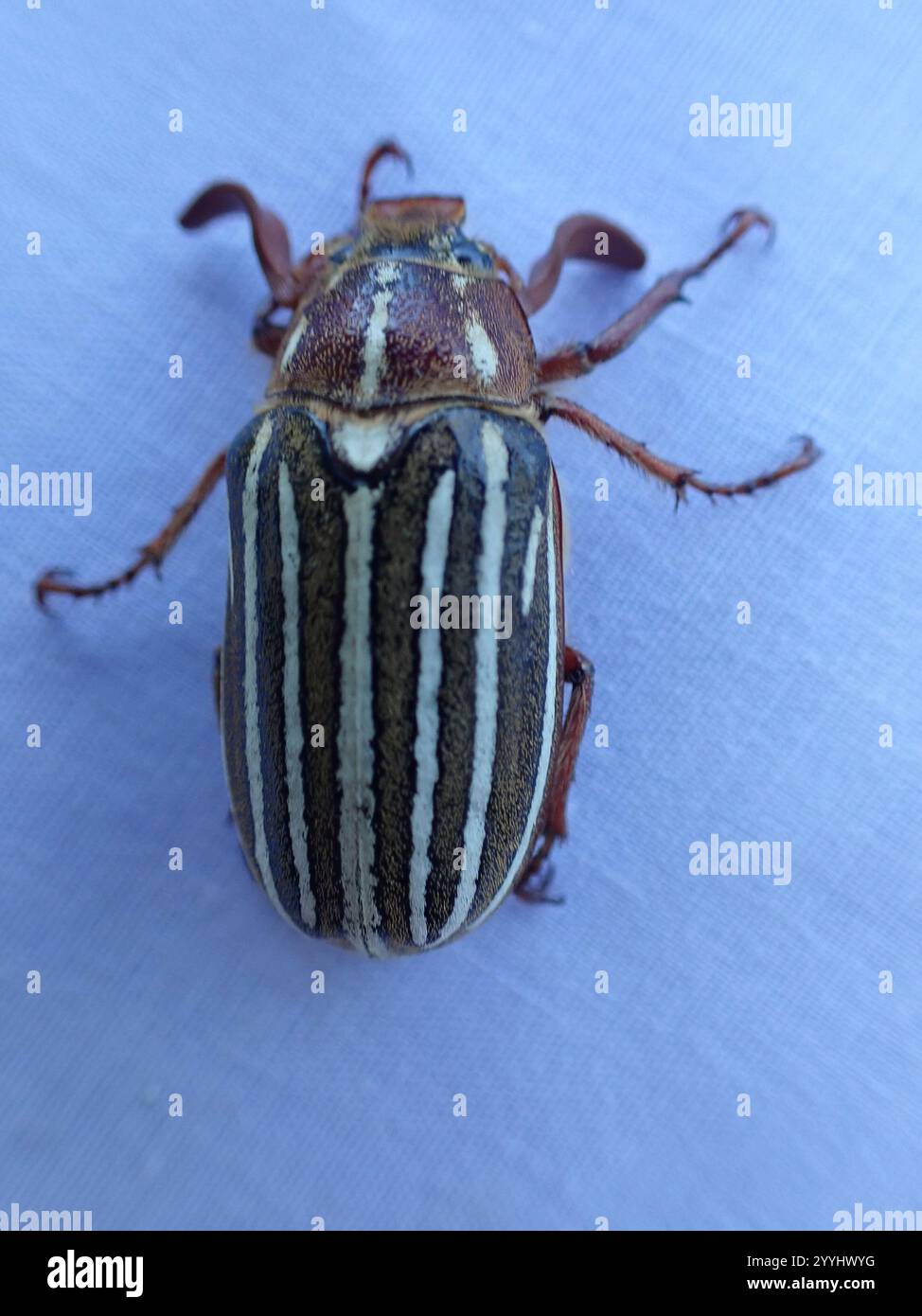 Long-haired June Beetle (Polyphylla crinita Stock Photo - Alamy