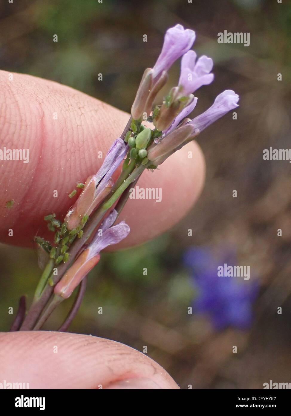 drummond's rockcress (Boechera stricta Stock Photo - Alamy