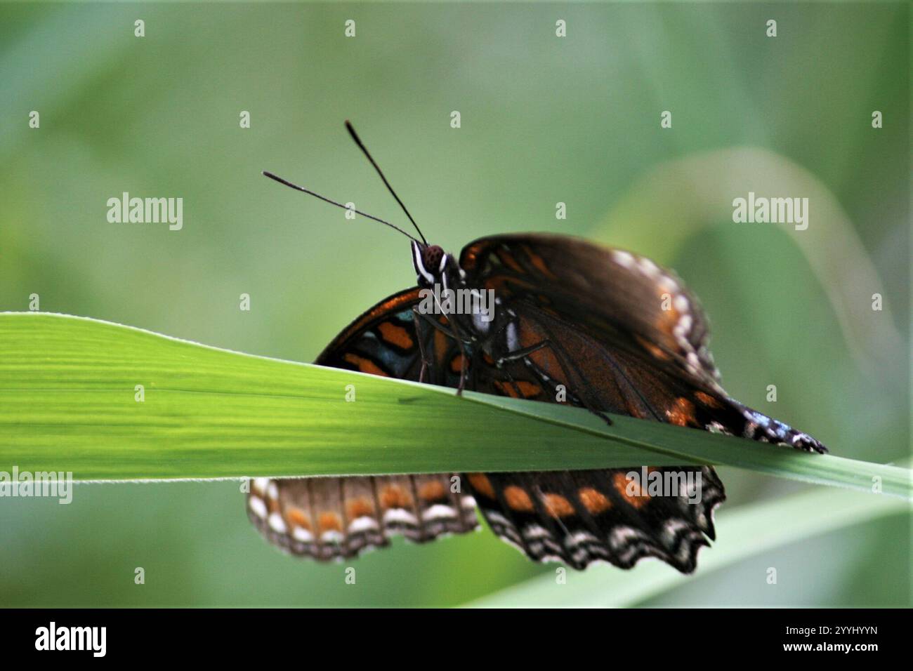 8-Quart Digital Air Fryer