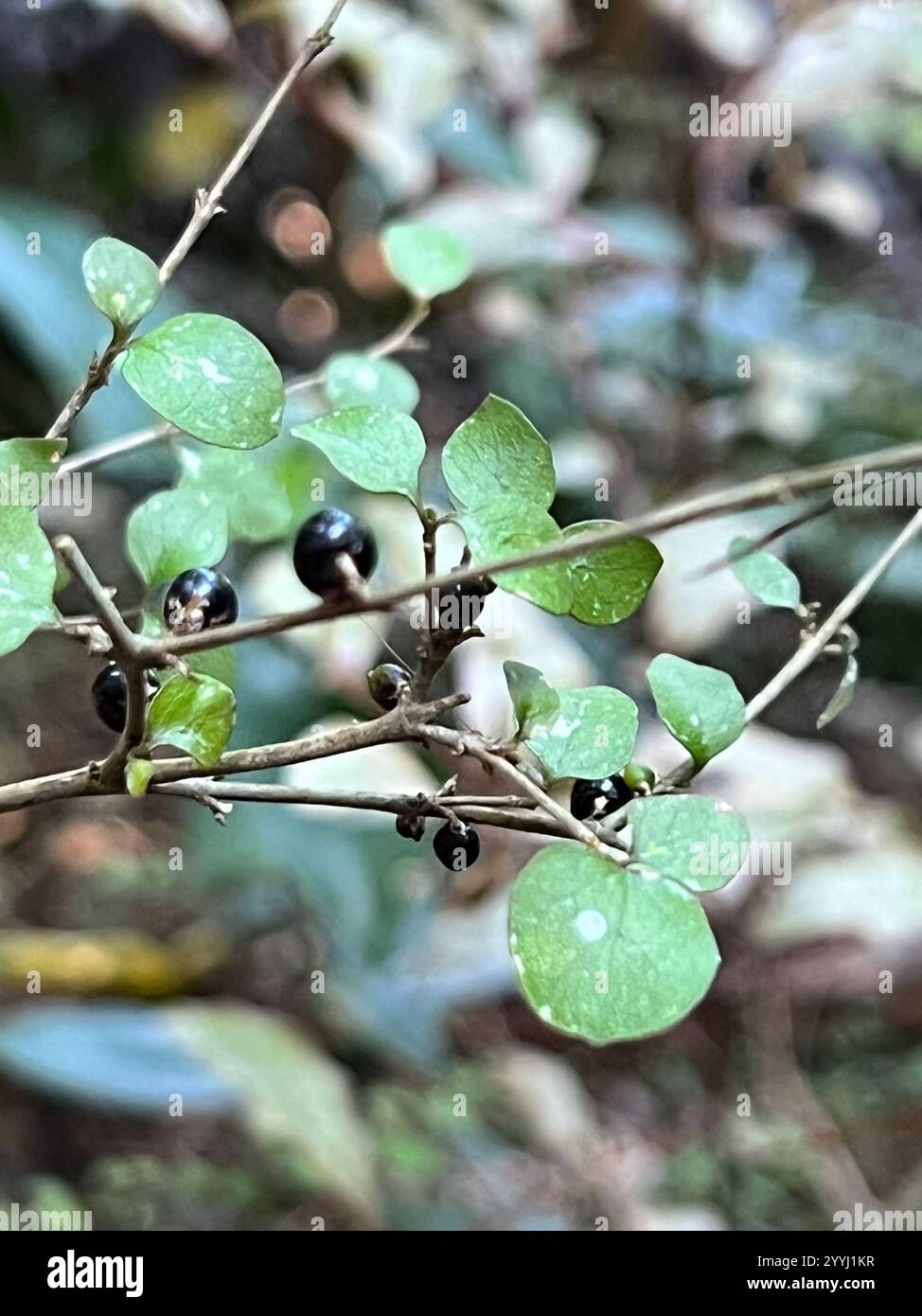 Twiggy coprosma (Coprosma rhamnoides Stock Photo - Alamy