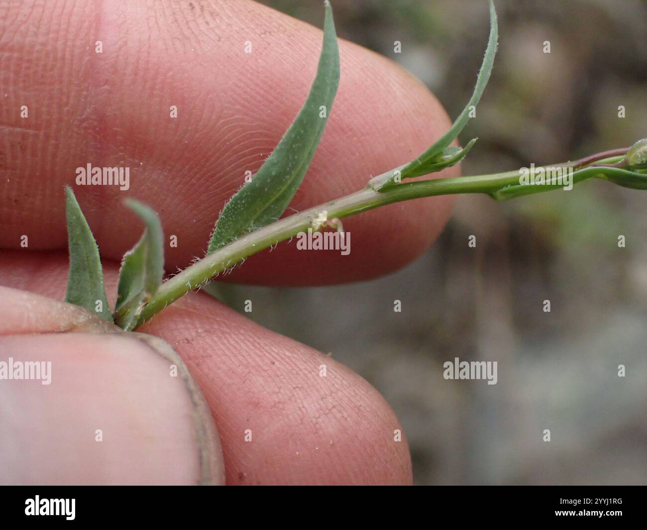drummond's rockcress (Boechera stricta Stock Photo - Alamy