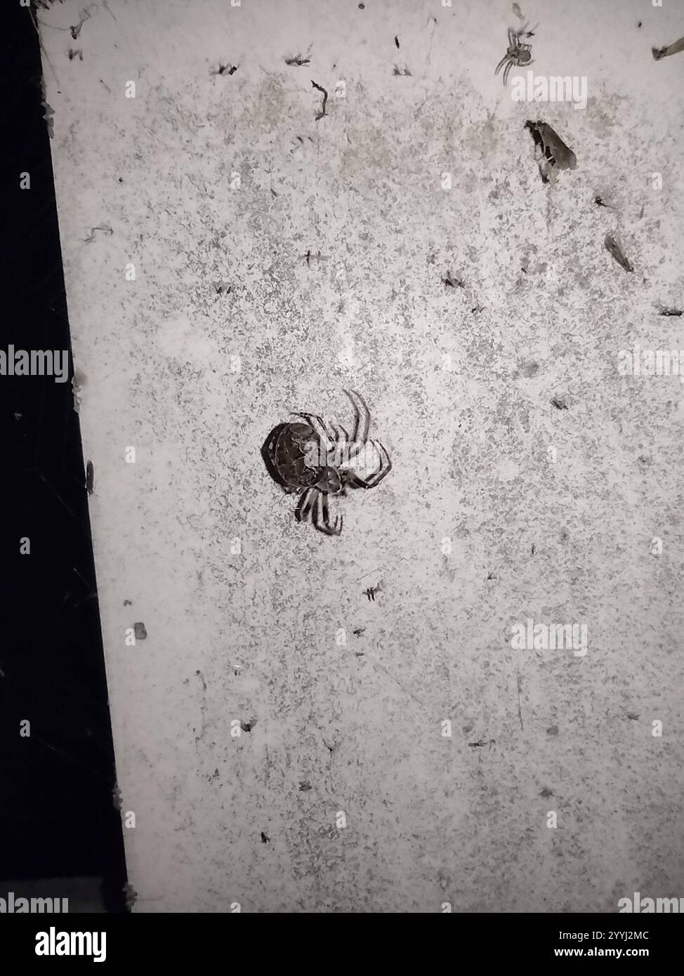 Pathologic Spider Larinioides sclopetarius spider hi-res stock photography and images - Alamy