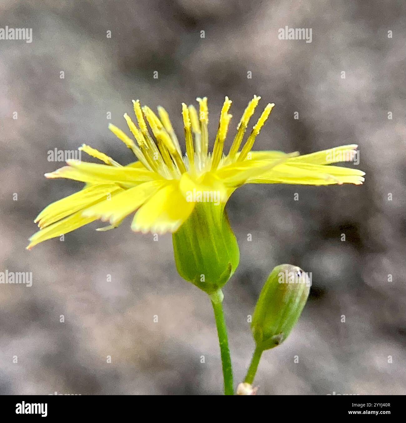dandelions, hawksbeards, and rattlesnake roots (Crepidinae Stock Photo ...