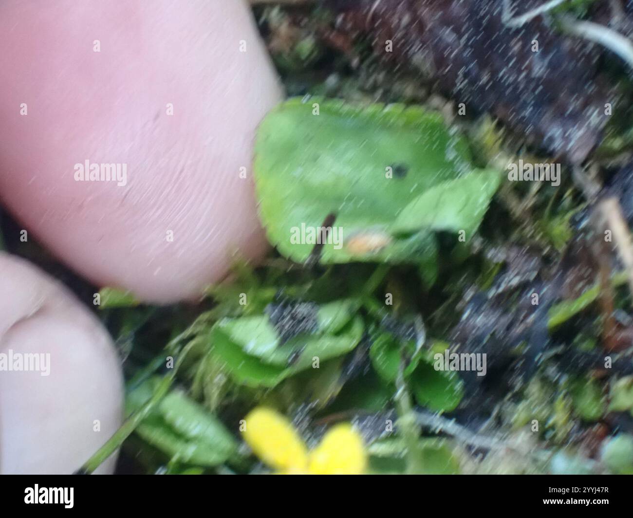 Roundleaf Violet Viola orbiculata hi-res stock photography and images - Alamy