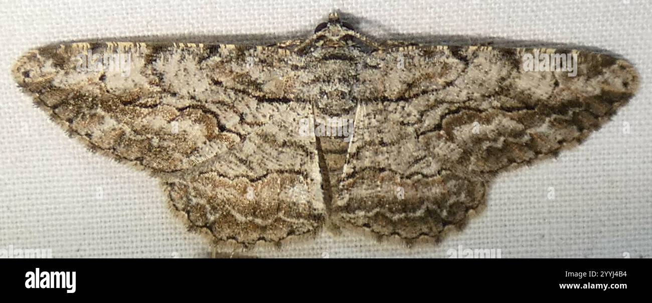 North American Common Gray (Anavitrinella pampinaria Stock Photo - Alamy