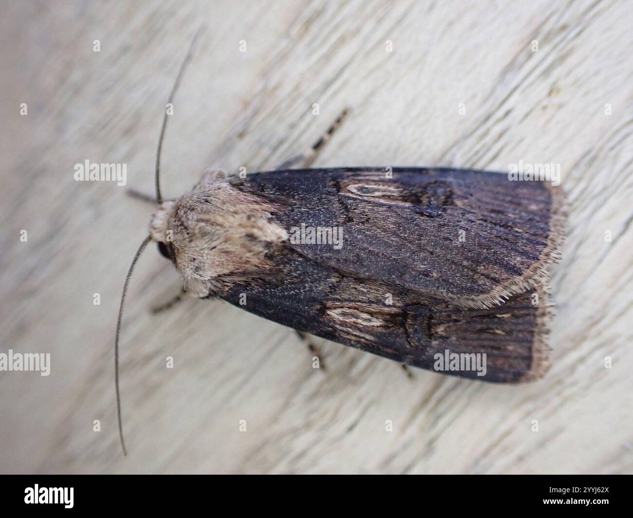 Shuttle shaped dart hires stock photography and images Alamy