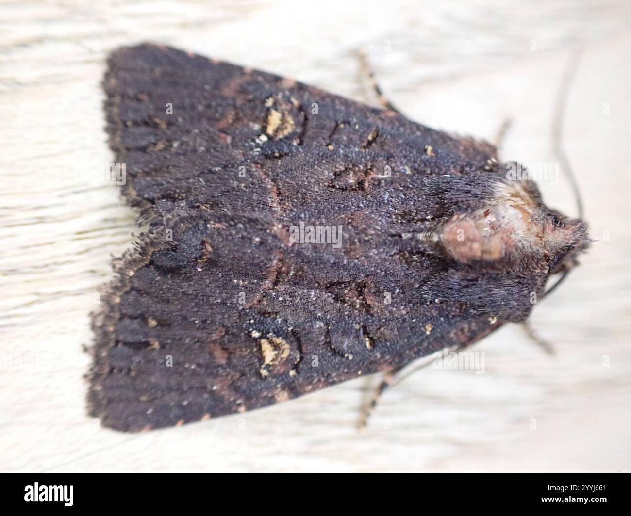 Mesapamea hi-res stock photography and images - Alamy