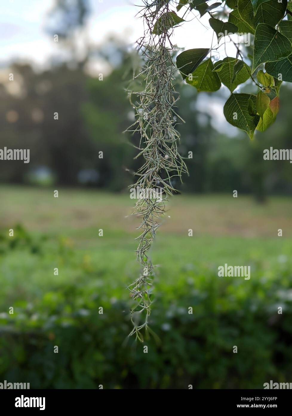 Spanish moss (Tillandsia usneoides Stock Photo - Alamy